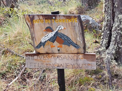 El Pato de los Torrentes es uno de los animales en peligro de extinción que pueden verse en Los Huemules. Caparrós hizo los letreros de esa reserva privada.