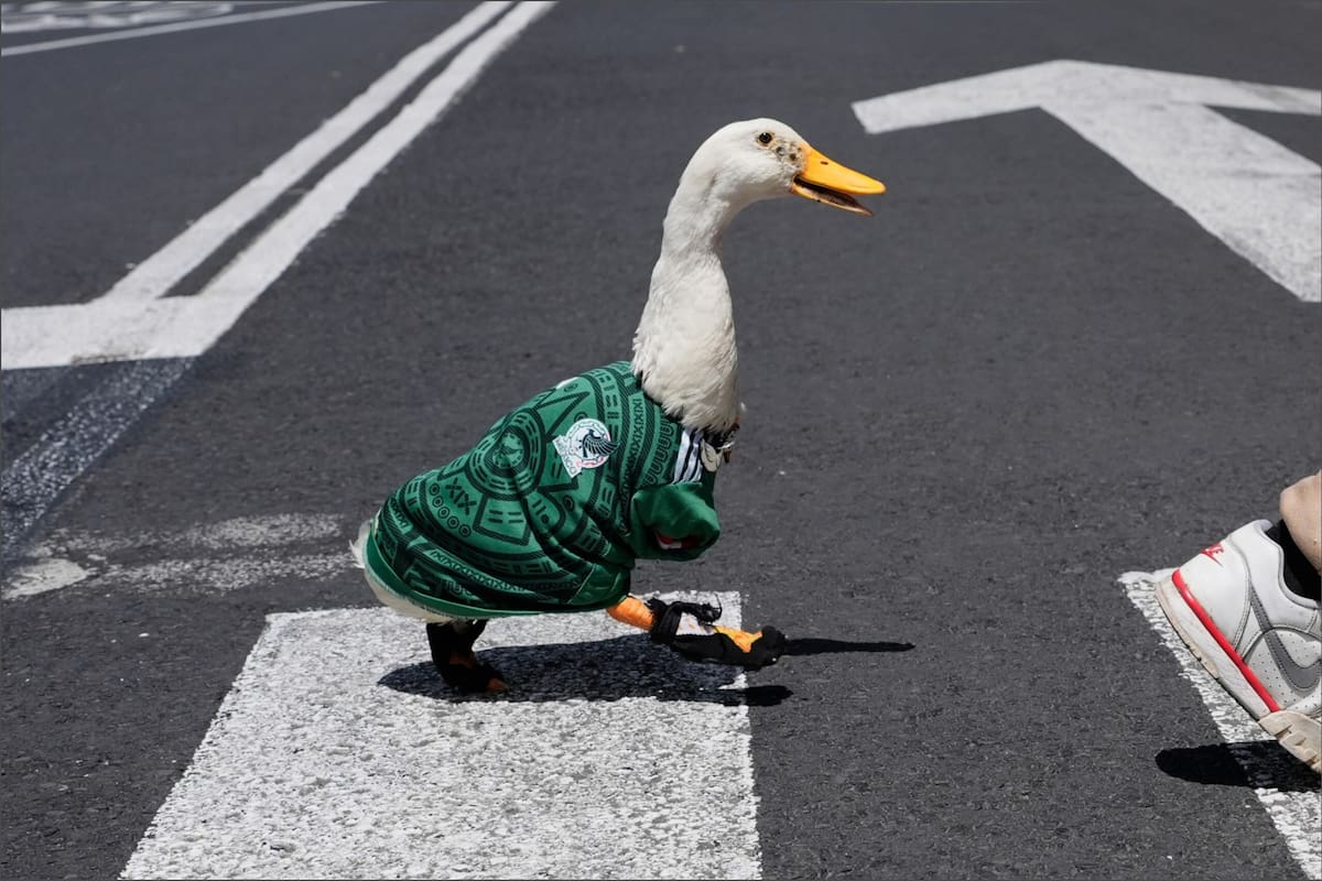El pato Merlín paseó con la camiseta de México durante los últimos días en el marco del Mundial 2026 y se convirtió en un amuleto tras el triunfo de la selección en el debut