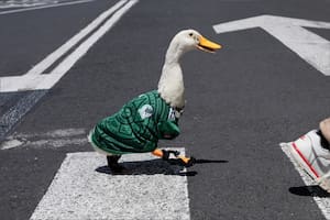 Merlín, el pato de la suerte que conquistó el Mundial y se convirtió en el amuleto de México