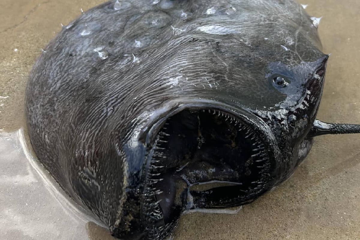 El paz balón vive tan profundo en el mar que no recibe los rayos del sol