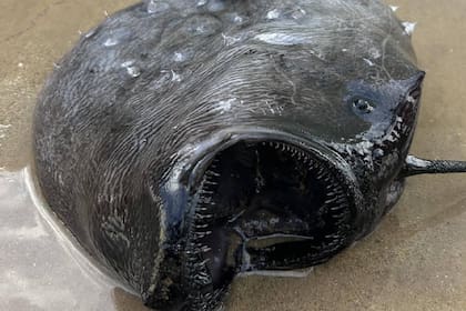 El paz balón vive tan profundo en el mar que no recibe los rayos del sol