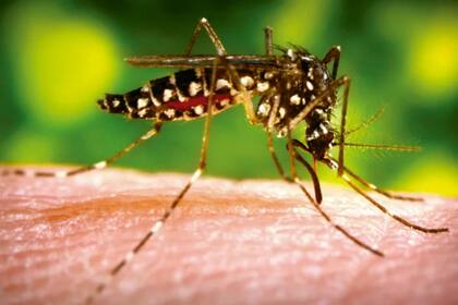 El peculiar disfraz de una mujer para generar conciencia entre sus vecinos que se hizo viral