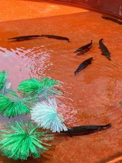 El pejelagarto (Atractosteus tropicus), conocido como machorra en Guatemala, logró reproducirse bajo cuidado humano en el Zoológico La Aurora y el Centro de Conservación Marina, con apoyo de investigadores mexicanos