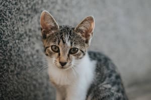 El pelaje de los gatos cumple una función esencial mucho más allá de lo estético (Foto de carácter ilustrativa: Freepik)
