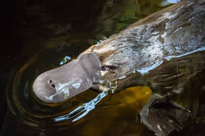 El pelaje del ornitorrinco, se ilumina de verde o cian bajo la luz ultravioleta, según un nuevo estudio. Los científicos sugieren que este extraordinario rasgo podría no ser tan raro como se pensaba