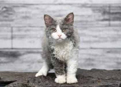 El pelo rizado del Selkirk Rex provoca la sensación de un gato despeinado