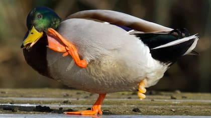 El pene de los patos parece un sacacorchos