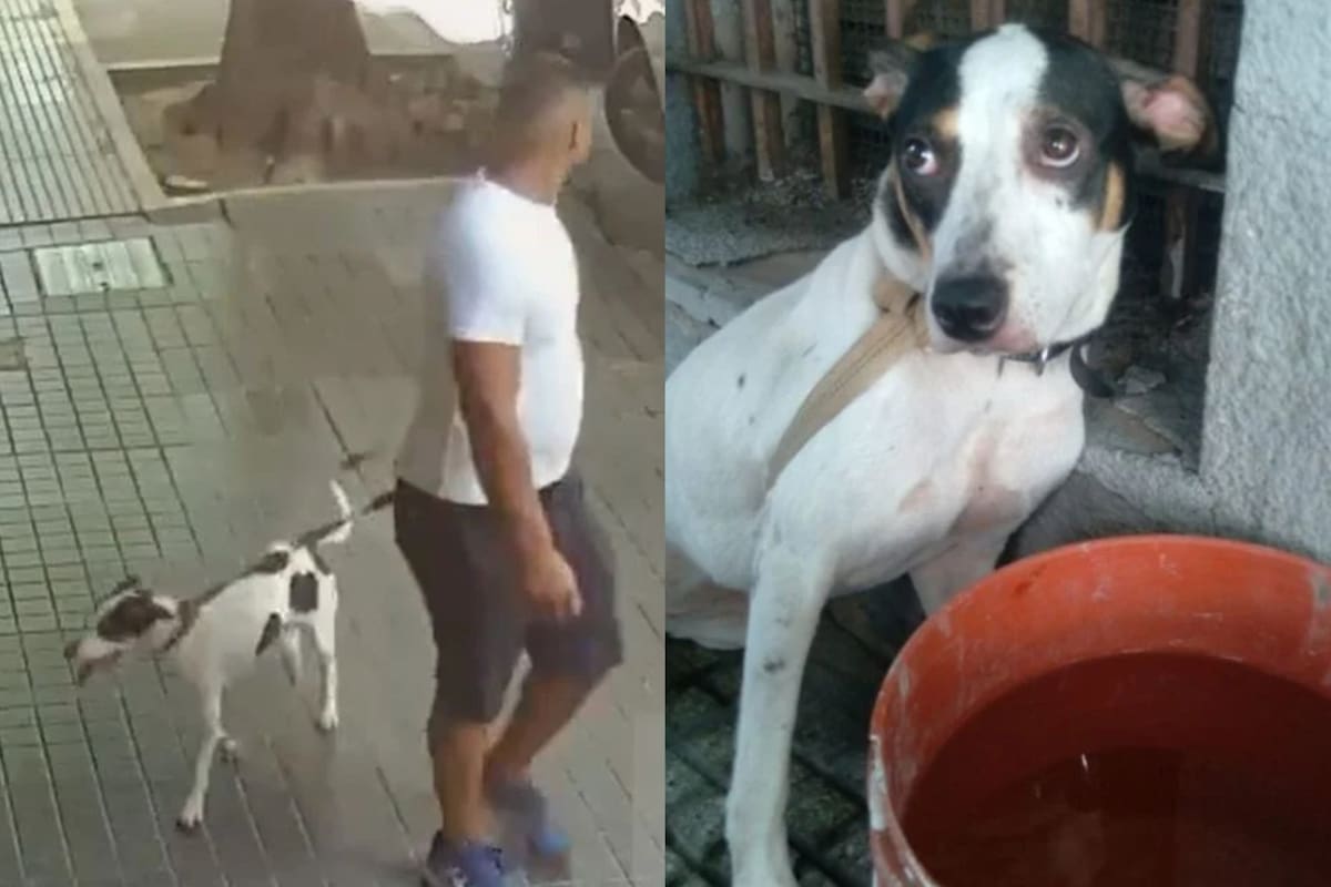 El penoso hecho ocurrió en el barrio de Caballito