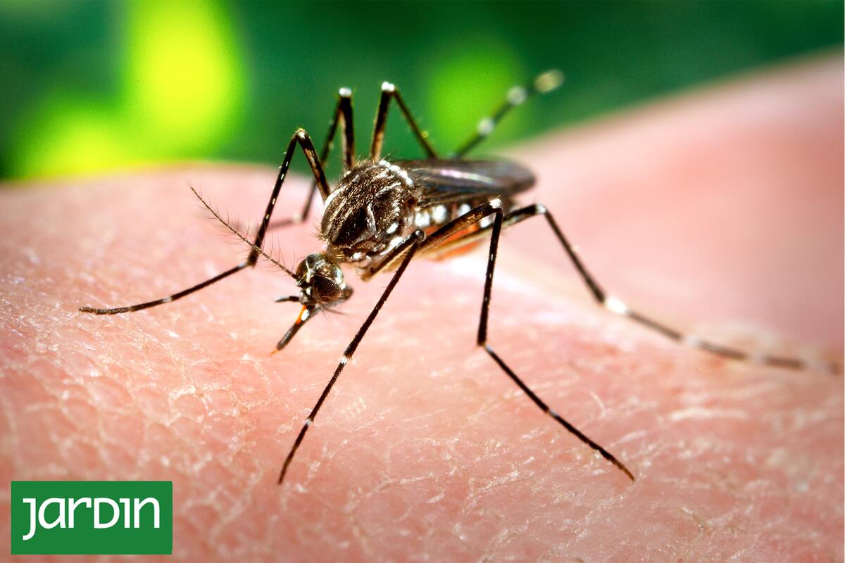El pequeño Aedes aegypti se mantiene alejado de algunas especies vegetales