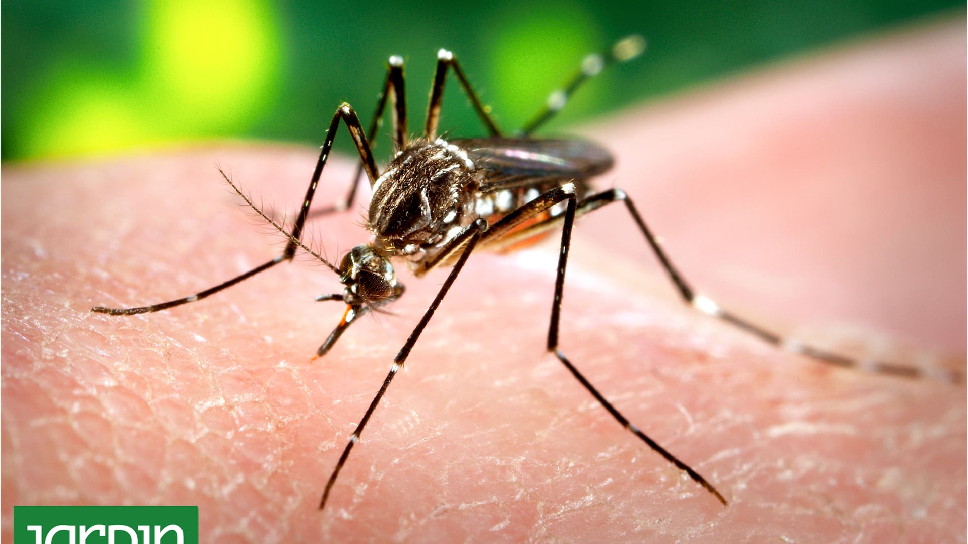 El pequeño Aedes aegypti se mantiene alejado de algunas especies vegetales