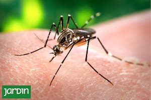 El pequeño Aedes aegypti se mantiene alejado de algunas especies vegetales