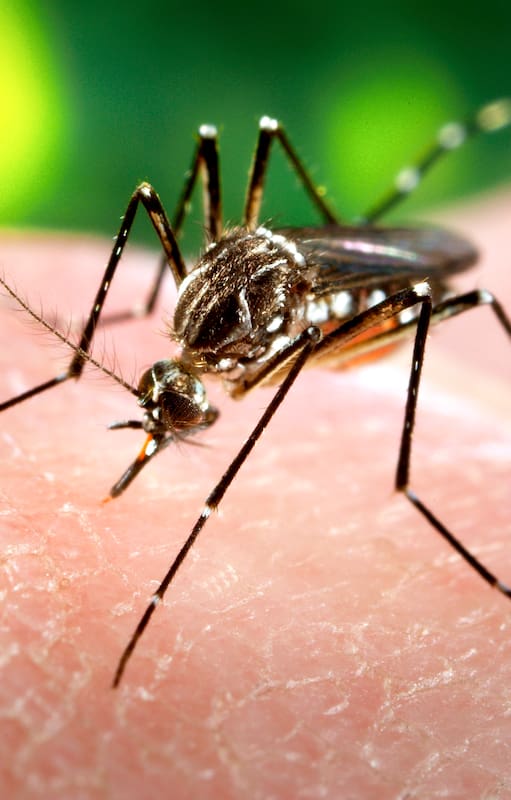 El pequeño Aedes aegypti se mantiene alejado de algunas especies vegetales