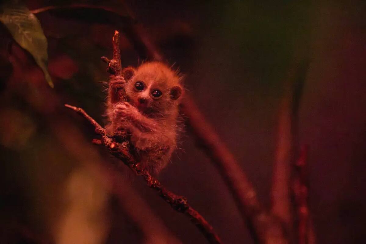 El pequeño animal que causa sensación en el Zoológico del Bronx todavía no deja la bolsa de su madre (Zoológico del Bronx)