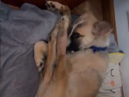 El pequeño cachorro permanece a la espera de una cirugía que será realizada el 14 de octubre. Foto:en Instagram. @razasunicas