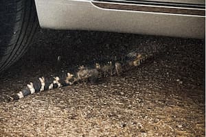 El pequeño caimán que fue descubierto en el desierto de Texas
Foto: Twitter @MidlandCountySO