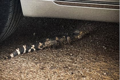 El pequeño caimán que fue descubierto en el desierto de Texas
Foto: Twitter @MidlandCountySO