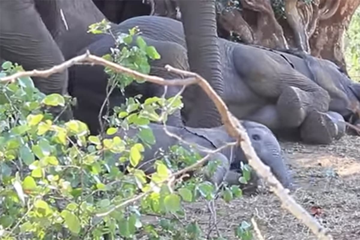 El pequeño elefante descansa mientras su mamá intenta despertarlo