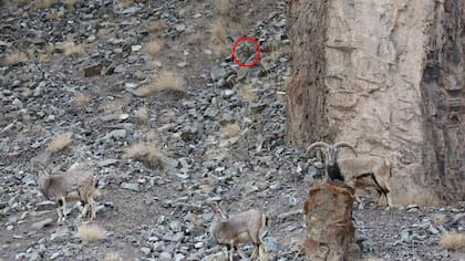 El pequeño leopardo se encuentra en la parte superior central de la imagen, justo sobre una de las piedras de la montaña