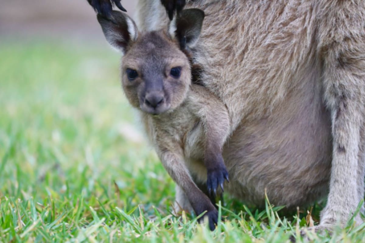 El pequeño marsupial salió de la bolsa de su madre el pasado 25 de enero. Fuente: Australian Reptile Park
