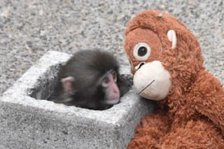 El mono viral del peluche que conmueve al mundo