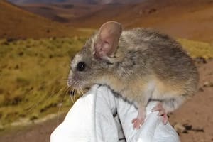 El misterio del mamífero que vive donde casi no hay oxígeno y la ciencia no logra explicarlo del todo