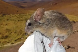El misterio del mamífero que vive donde casi no hay oxígeno y la ciencia no logra explicarlo del todo