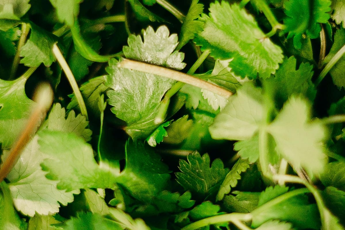 El perejil se usa principalmente para darle el toque final a un plato y casi nunca se necesita todo el atado