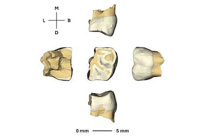 El perinato de Sesselfelsgrotte destaca un patrón óseo comparable al de un recién nacido Homo sapiens