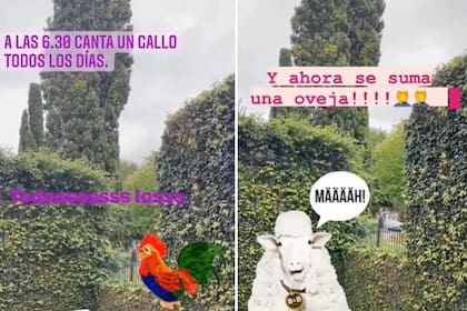 El periodista ya había manifestado quejas por los animales que viven al lado de su casa: gallos y ovejas