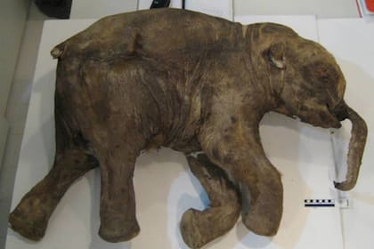 El permafrost de la península de Yamal, en Siberia, permitió que el cuerpo de Lyuba permaneciera casi intacto por casi 42.000 años
