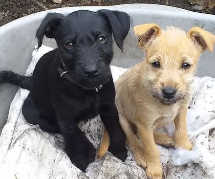 El perrito, a la izquiera, es Molly