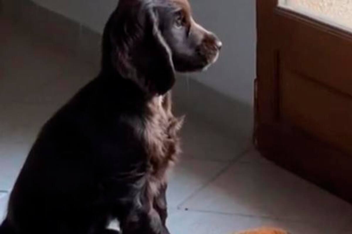 El perrito al final de todo se salió con la suya y logró pasear junto a su dueña
