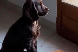 El perrito al final de todo se salió con la suya y logró pasear junto a su dueña