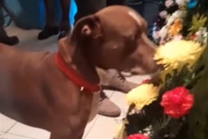 El perrito de Chihuahua, México, se acercó al féretro para oler y entender qué pasaba con su dueña