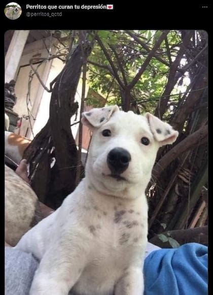 El perrito en cuestión. Fuente: Twitter.