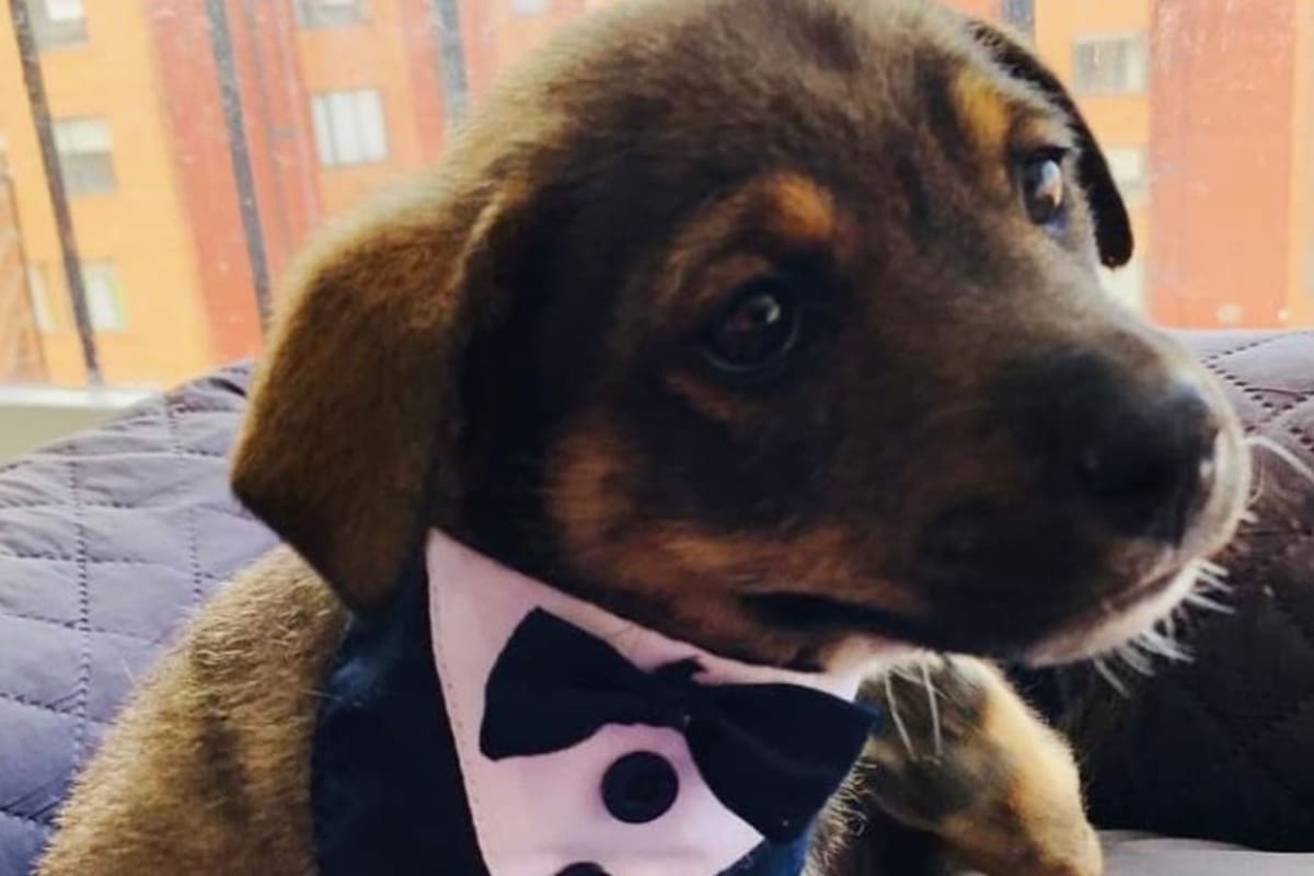 El perrito fue glamorosamente preparado para cuando lo vinieran a buscar, pero eso nunca sucedió y su historia conmovió a miles en las redes sociales
