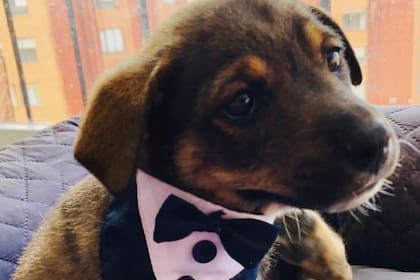 El perrito fue glamorosamente preparado para cuando lo vinieran a buscar, pero eso nunca sucedió y su historia conmovió a miles en las redes sociales