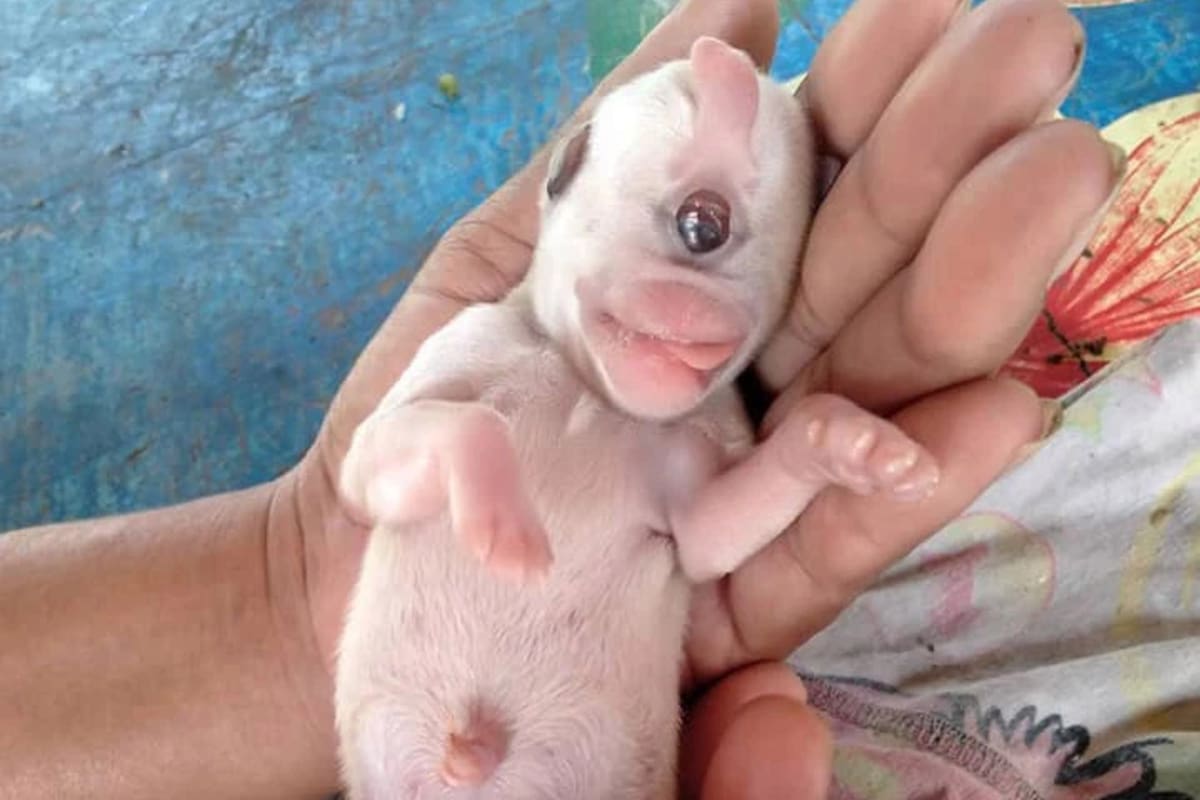 El perrito, que fue bautizado Kevin, en honor a un personaje de la película Minions