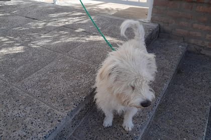 El perrito que fue encontrado abandonado en la puerta de una escuela durante la elección