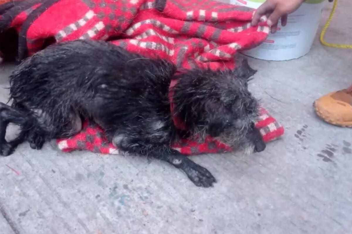 El perrito rescatado (Foto: SSC)