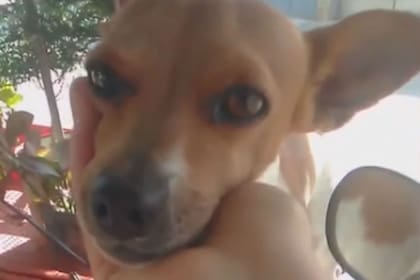 El perrito se subió a la moto para viajar con su dueño. Fuente: Facebook