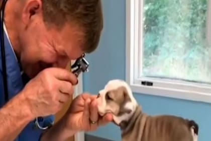 El perrito sorprendió por su extraño comportamiento con el veterinario