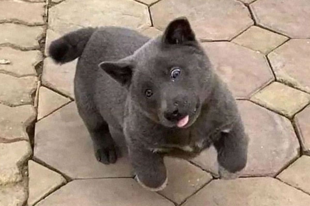 El perrito también se puede confundir con un animal de peluche por sus pelos y sus ojos