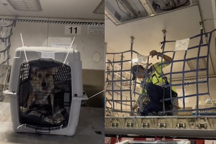El perrito viajó en una de las cabinas del avión, pero no en la de pasajeros