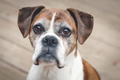 El perro agresor es un bóxer (foto ilustrativa)