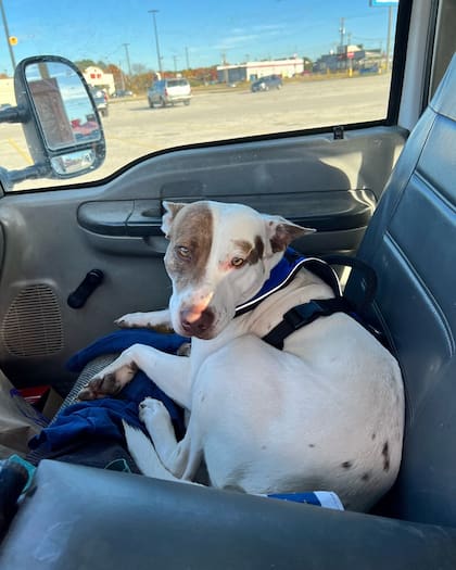 El perro ahora famoso en Texas yacía en el asiento del copiloto, después de causar el choque