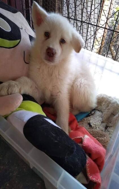 El perro apareció en una caja junto a un peluche