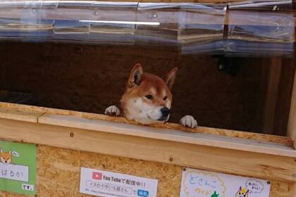 El perro atiende un puesto de batatas al horno, una comida popular en Japón