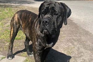 El perro bautizado Bear volvió a escaparse cuando le quitaron la caja que tenía atascada en su cabeza (Captura video)