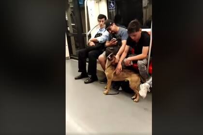 El perro buscando cariño en el subte de Santiago. Crédito: FB